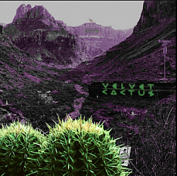 Velvet Cactus